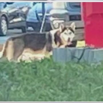 Heatwave Tragedy: Dog Dies After Being Left Outside for 8 Hours in Chester