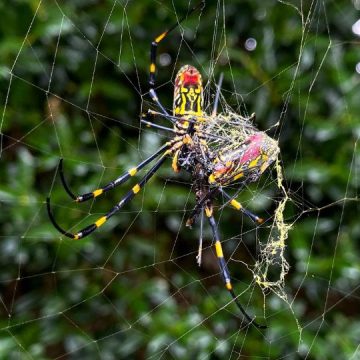 Entomologist Says That the Giant Flying Joro Spiders Are Not in Pennsylvania Yet