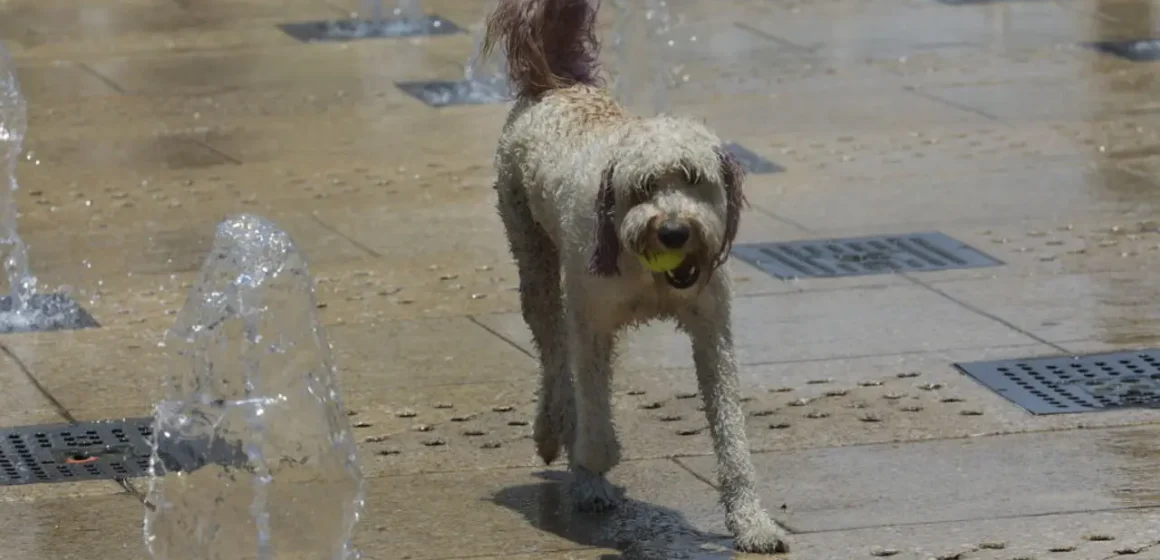 Keep Your Pets Safe During Philadelphia’s Heat Wave: Essential Tips