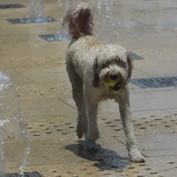 Keep Your Pets Safe During Philadelphia’s Heat Wave: Essential Tips