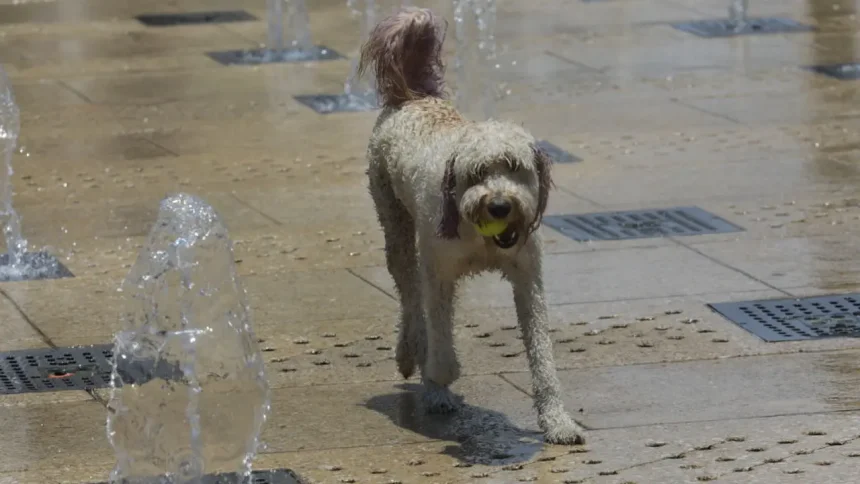 Keep Your Pets Safe During Philadelphia’s Heat Wave: Essential Tips