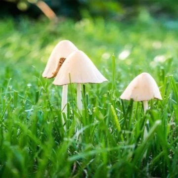 Just Follow These Steps to Get Rid of Mushrooms From Your Yard