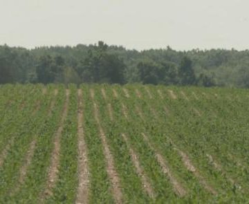 Farmers Fear for Crops Amid Mid-Michigan Heat Wave