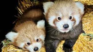 Detroit Zoo's Red Panda Gives Birth to Twins, Pedestrian Bridge Closure Aids Cubs' Development