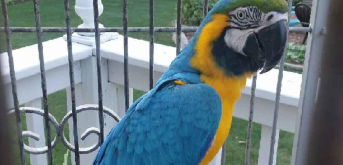 Lost Macaw Found: 9-Year-Old Talking Parrot Disappears in Northwest Indiana