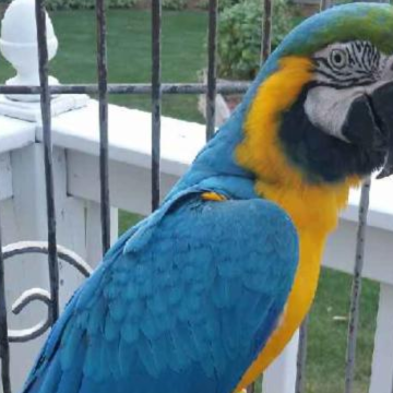 Lost Macaw Found: 9-Year-Old Talking Parrot Disappears in Northwest Indiana