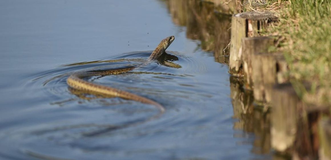 Beware Top 5 Snake-Infested Lakes in Ohio You Should Avoid