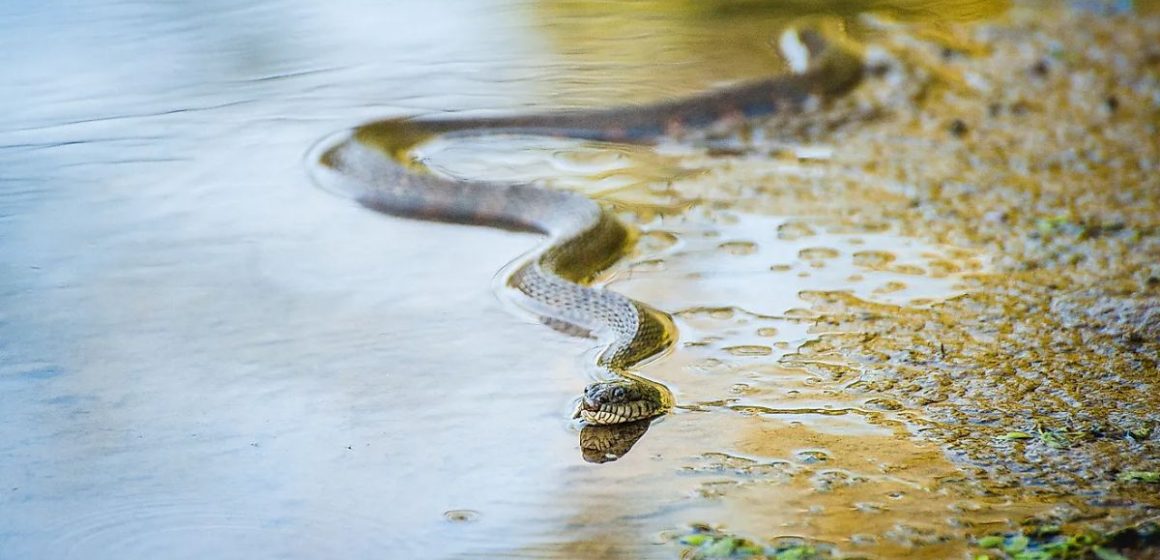 Beware of Snakes Montana Lakes Where Snakes Are Common