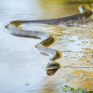 Beware of Snakes Montana Lakes Where Snakes Are Common