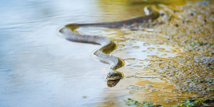 Beware of Snakes Montana Lakes Where Snakes Are Common