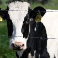 Colorado Reports Fourth Bird Flu Case Linked to Dairy Cow Interaction