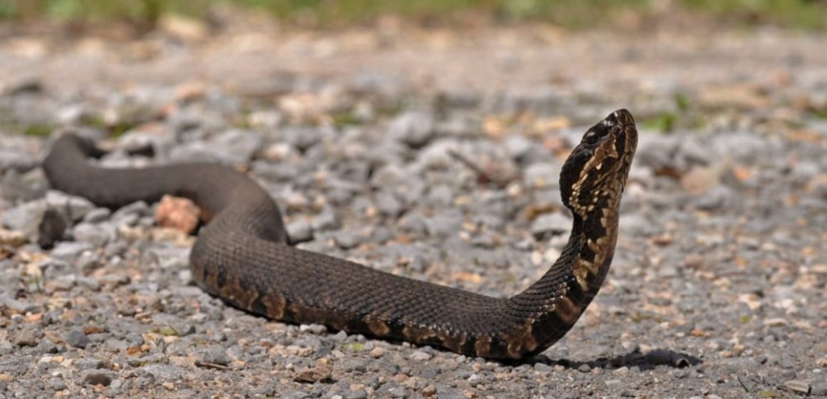 Dangerous Waters Georgia’s Lakes with the Most Snakes