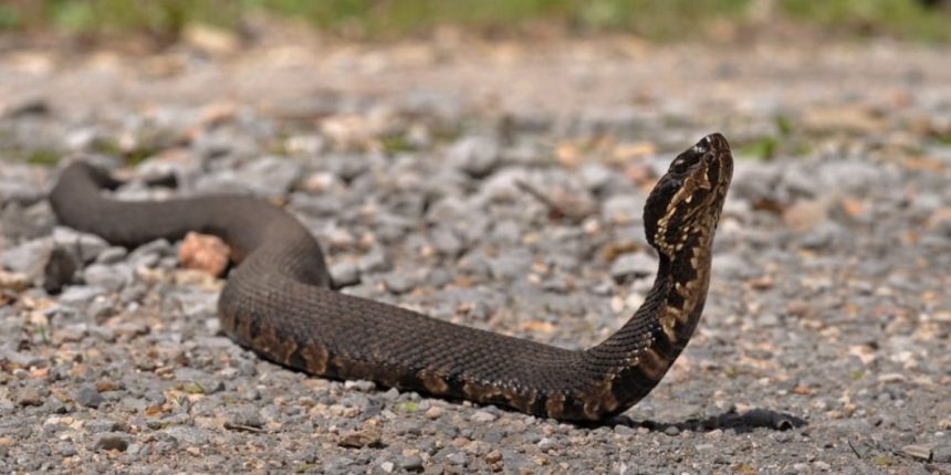 Dangerous Waters Georgia’s Lakes with the Most Snakes