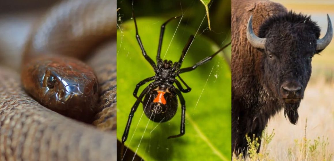 Deadly Wildlife The Top 5 Most Dangerous Animals in Kansas