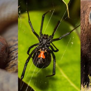 Deadly Wildlife The Top 5 Most Dangerous Animals in Kansas