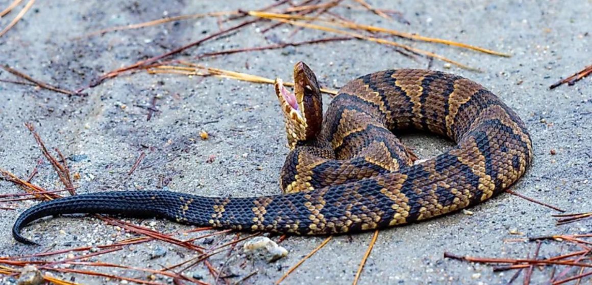 Discover the Arkansas Lakes with the Most Snake Sightings