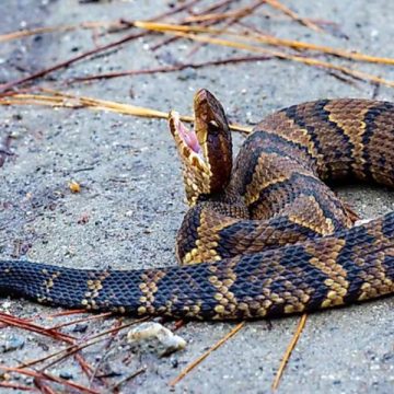 Discover the Arkansas Lakes with the Most Snake Sightings