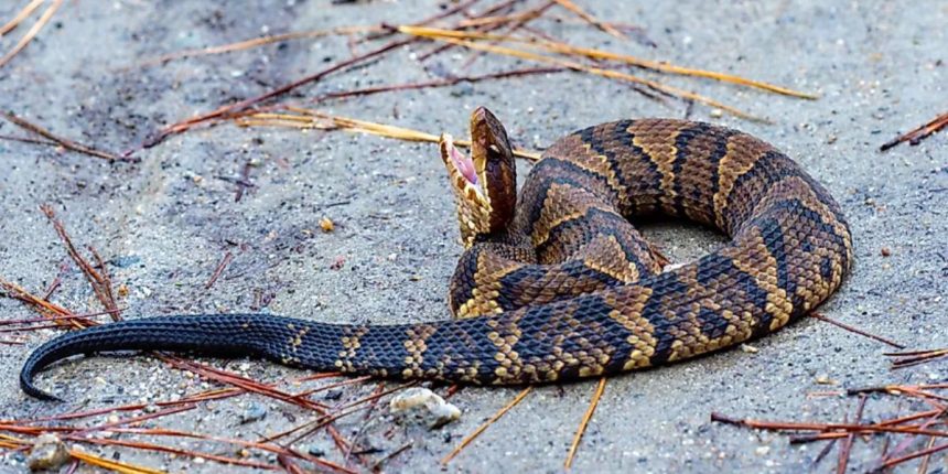 Discover the Arkansas Lakes with the Most Snake Sightings