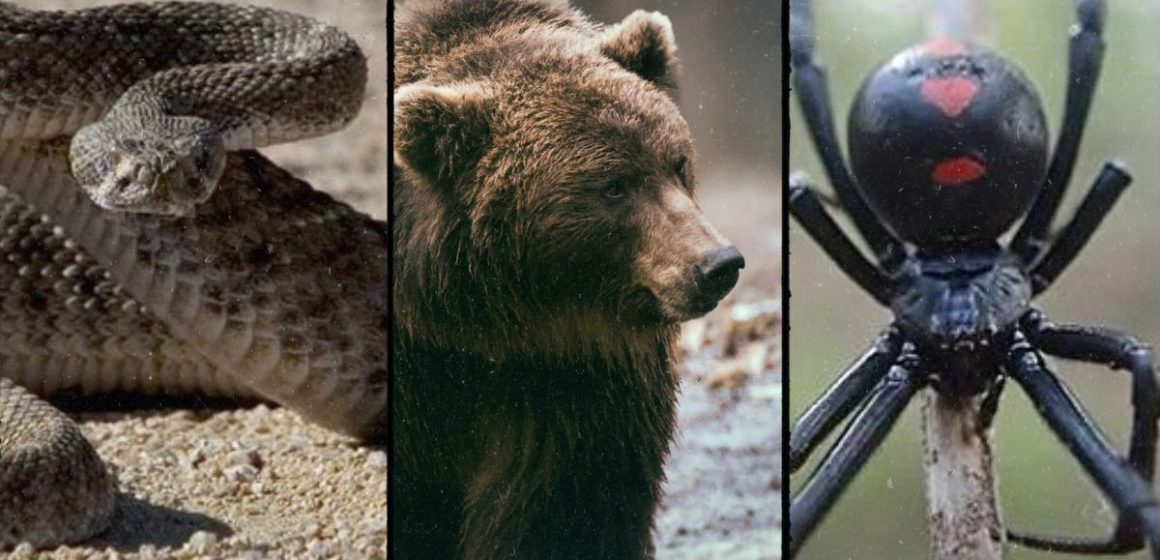 Encountering Danger The 5 Deadliest Animals in Tennessee