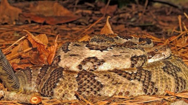 Encountering Danger The 5 Deadliest Animals in Tennessee 