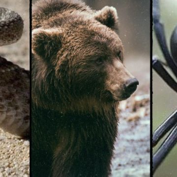 Encountering Danger The 5 Deadliest Animals in Tennessee