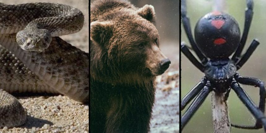 Encountering Danger The 5 Deadliest Animals in Tennessee