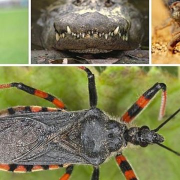 Lethal Wildlife in Georgia Meet the 5 Deadliest Animals