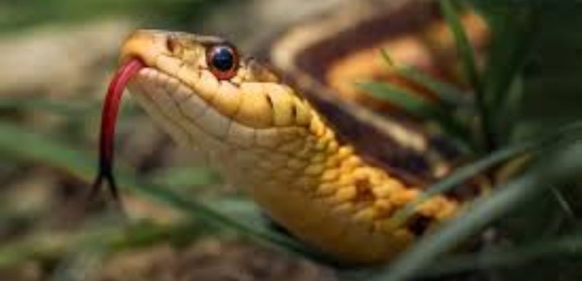 Slither Alert The Most Snake-Infested Lakes in New Jersey