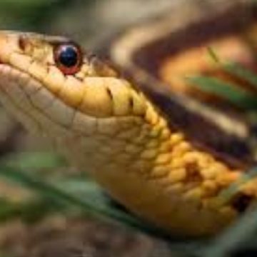 Slither Alert The Most Snake-Infested Lakes in New Jersey