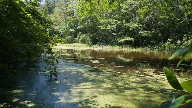 Snake Alert! The Most Infested Lakes in Delaware You Should Avoid