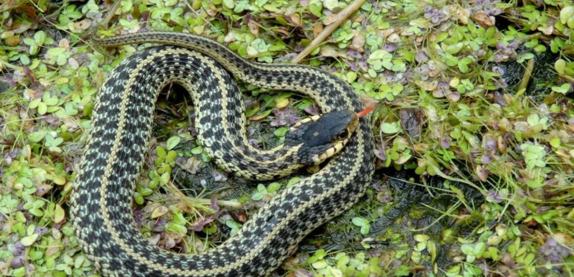 Snake Alert! The Most Infested Lakes in Delaware You Should Avoid