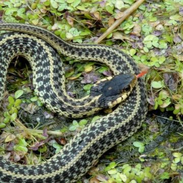 Snake Alert! The Most Infested Lakes in Delaware You Should Avoid