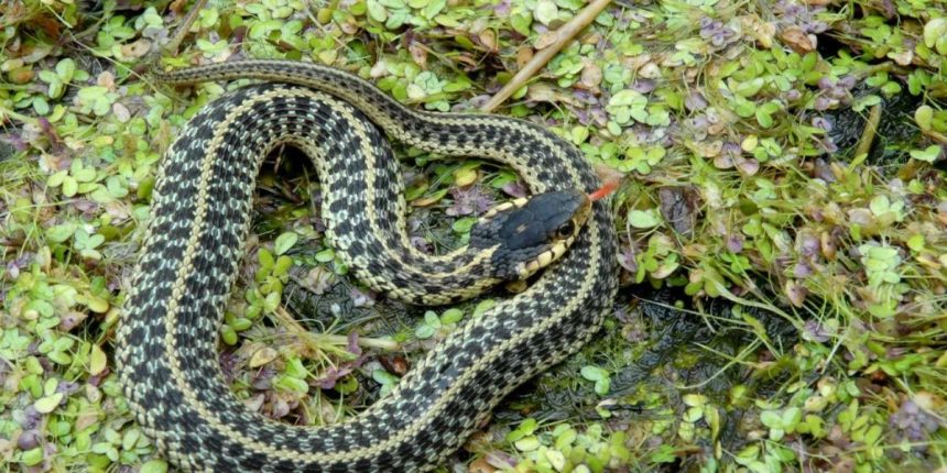 Snake Alert! The Most Infested Lakes in Delaware You Should Avoid