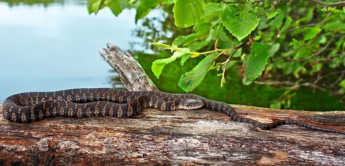 Snake Central The 5 Most Infested Lakes in Illinois You Need to Know About