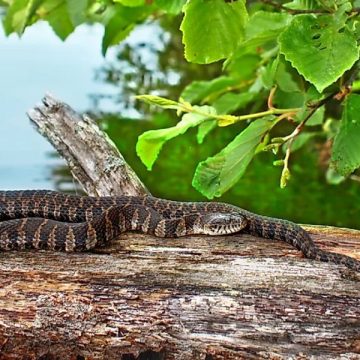 Snake Central The 5 Most Infested Lakes in Illinois You Need to Know About