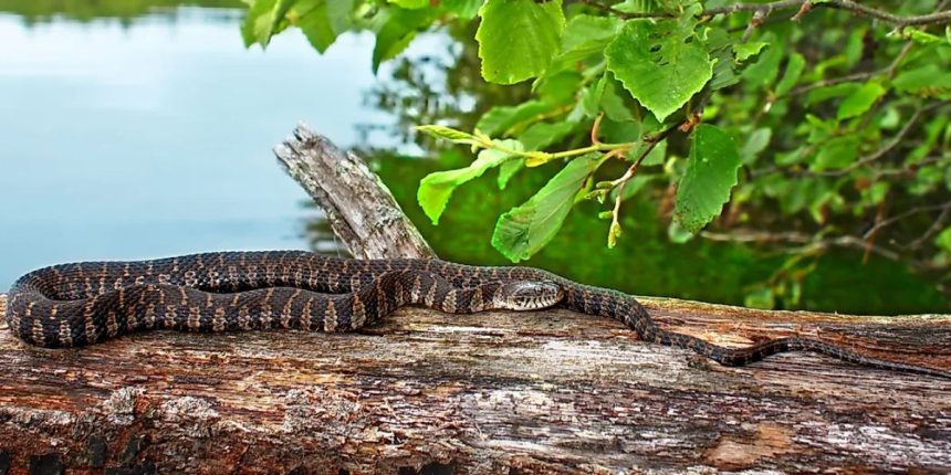 Snake Central The 5 Most Infested Lakes in Illinois You Need to Know About