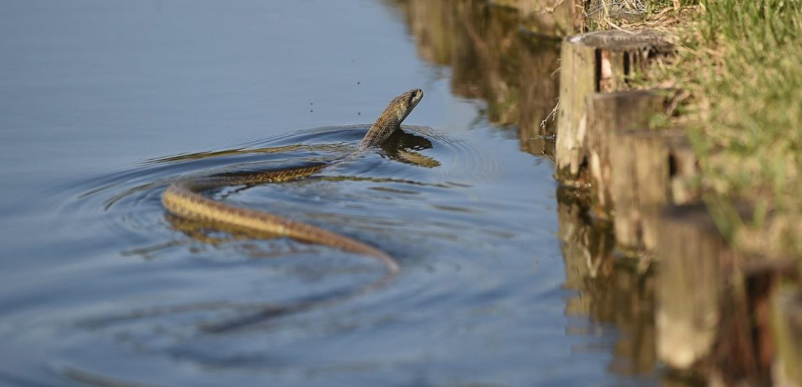 Snakes on the Shore: The 5 Most Snake Infested Lakes in Kansas