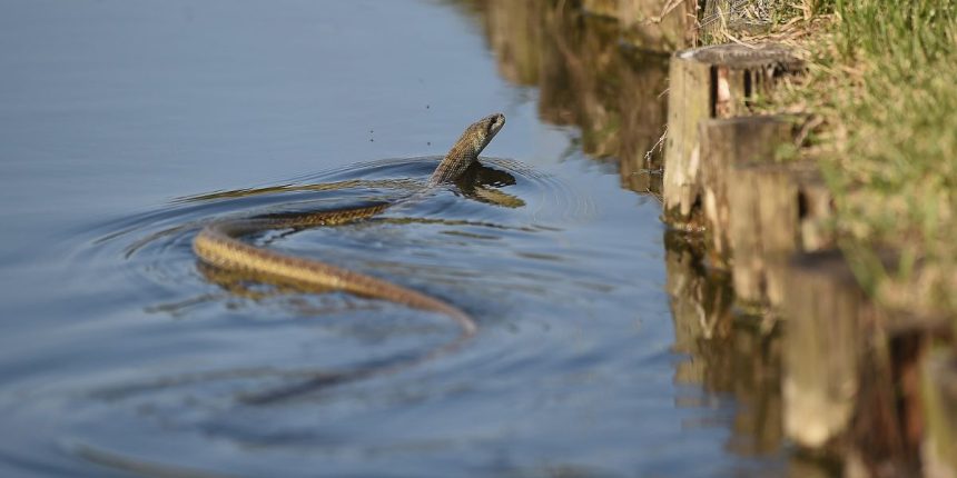 Snakes on the Shore: The 5 Most Snake Infested Lakes in Kansas