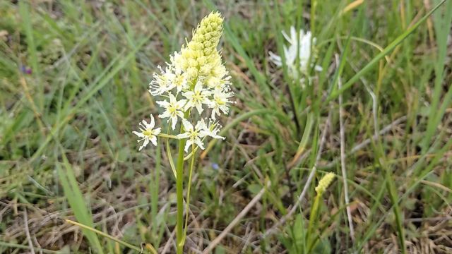 Texas's Most Risky Plants: What You Need to Know