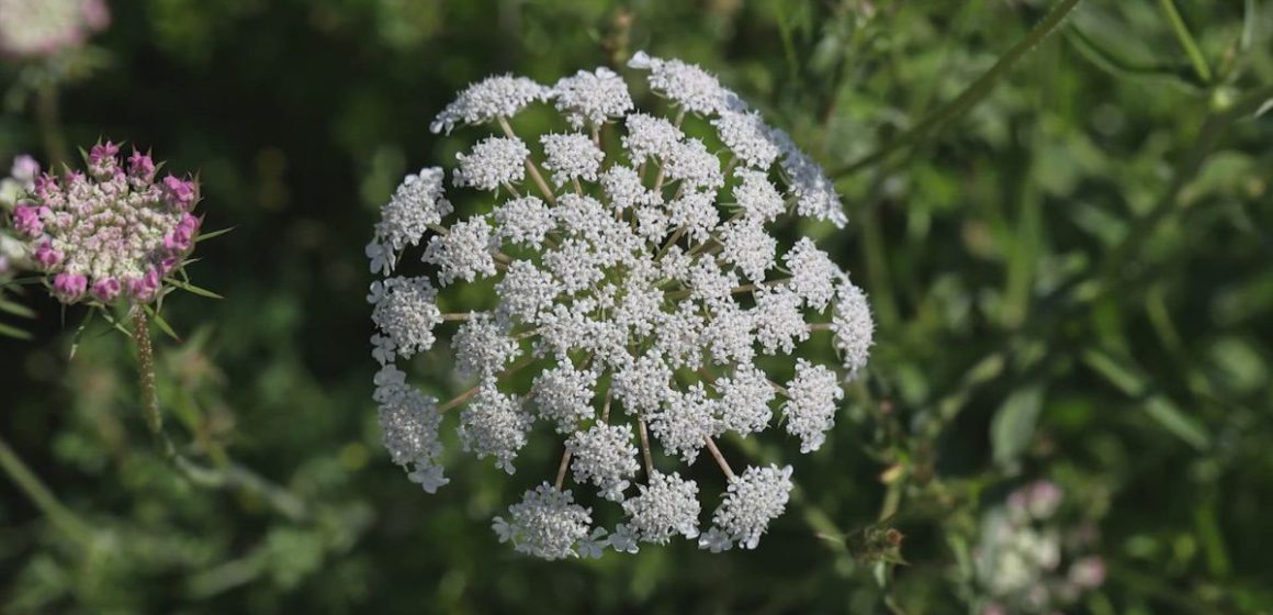 Texas's Most Risky Plants: What You Need to Know