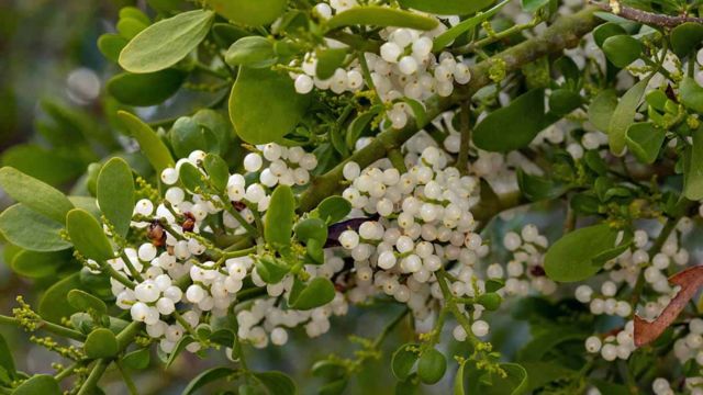 Texas's Most Risky Plants What You Need to Know 