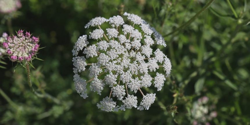 Texas's Most Risky Plants: What You Need to Know