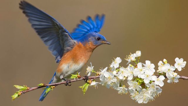 The Beauty of Nature: 5 Gorgeous Wild Animals in New York