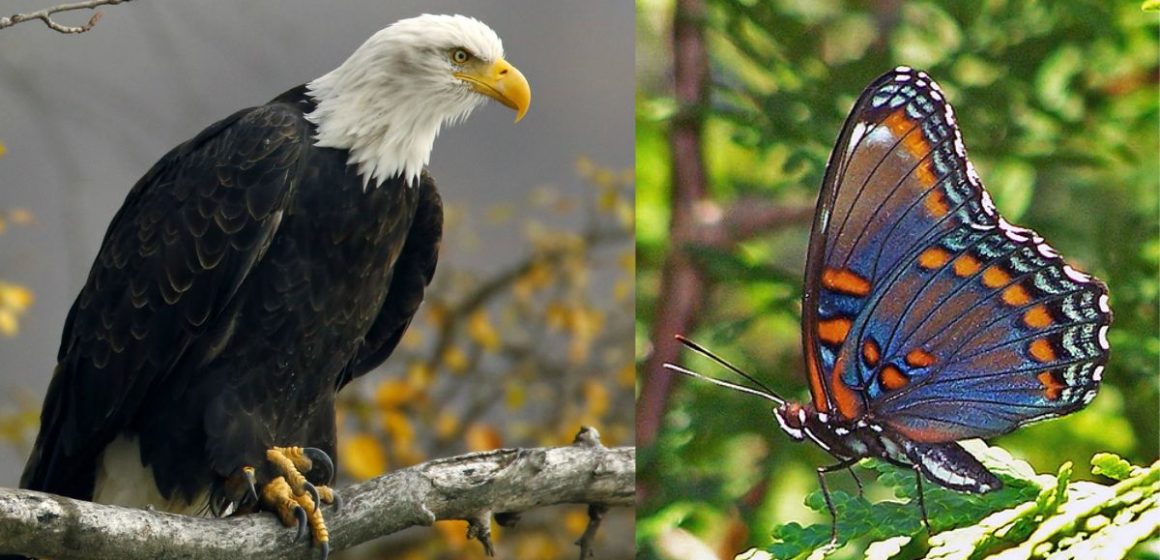 The Beauty of Nature 5 Gorgeous Wild Animals in New York