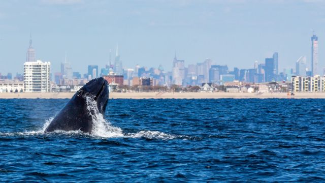 The Beauty of Nature: 5 Gorgeous Wild Animals in New York