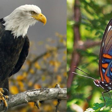 The Beauty of Nature 5 Gorgeous Wild Animals in New York