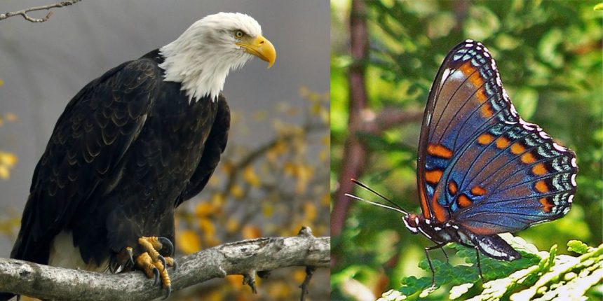 The Beauty of Nature 5 Gorgeous Wild Animals in New York