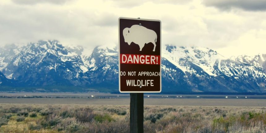 The Hidden Risk in National Parks A Life-Threatening Trend Revealed