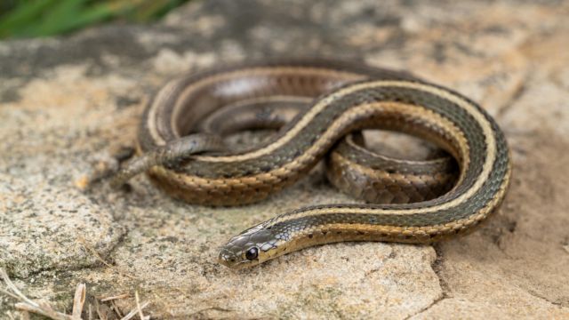 The Most Snake-Infested Locations in Pennsylvania Revealed