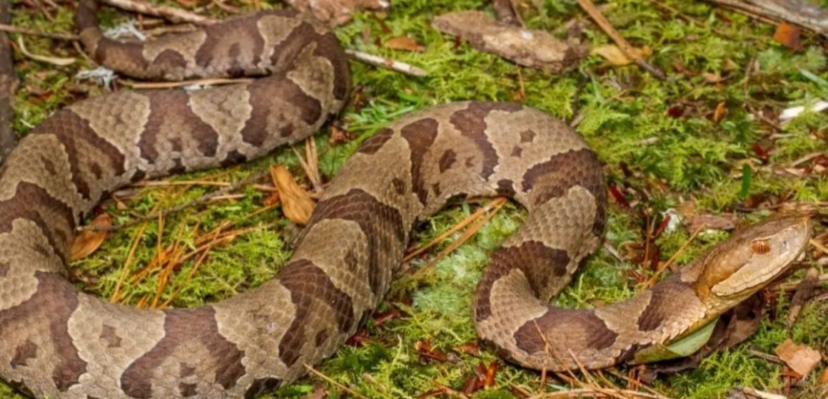 The Most Snake-Infested Locations in Pennsylvania Revealed